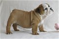Mooie Engelse bulldog-puppy's te koop WhatsApp +31685615876 - 4 - Thumbnail