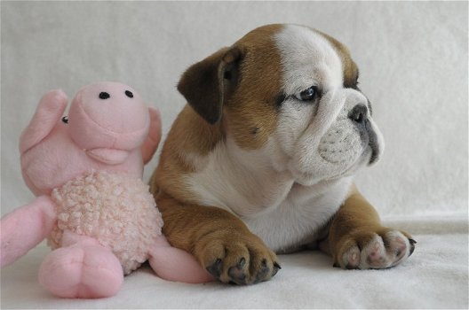 Mooie Engelse bulldog-puppy's te koop WhatsApp +31685615876 - 5