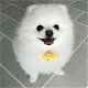 Mooie Pomeranain-puppy's te koop WhatsApp +31685615876 - 2 - Thumbnail
