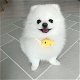 Mooie Pomeranain-puppy's te koop WhatsApp +31685615876 - 3 - Thumbnail