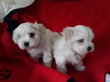 Mooie Maltese puppy's te koop WhatsApp +31685615876 - 0