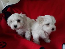 Mooie Maltese puppy's te koop WhatsApp +31685615876
