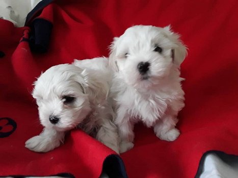 Mooie Maltese puppy's te koop WhatsApp +31685615876 - 1