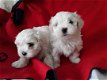 Mooie Maltese puppy's te koop WhatsApp +31685615876 - 1 - Thumbnail