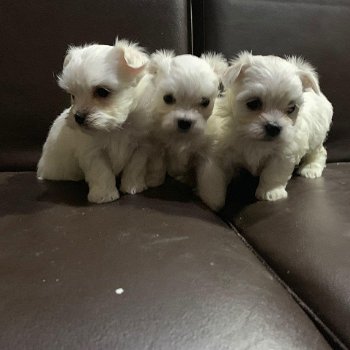 Mooie Maltese puppy's te koop WhatsApp +31685615876 - 2