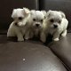 Mooie Maltese puppy's te koop WhatsApp +31685615876 - 2 - Thumbnail