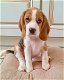 Mooie Beagle-puppy's te koop WhatsApp +31685615876 - 0 - Thumbnail