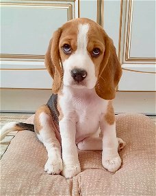 Mooie Beagle-puppy's te koop WhatsApp +31685615876