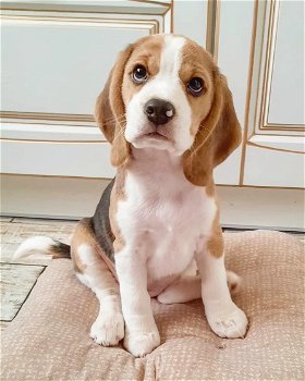 Mooie Beagle-puppy's te koop WhatsApp +31685615876 - 1