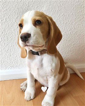 Mooie Beagle-puppy's te koop WhatsApp +31685615876 - 2