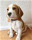 Mooie Beagle-puppy's te koop WhatsApp +31685615876 - 2 - Thumbnail