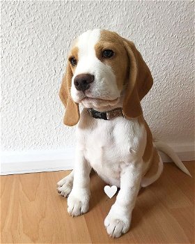 Mooie Beagle-puppy's te koop WhatsApp +31685615876 - 3