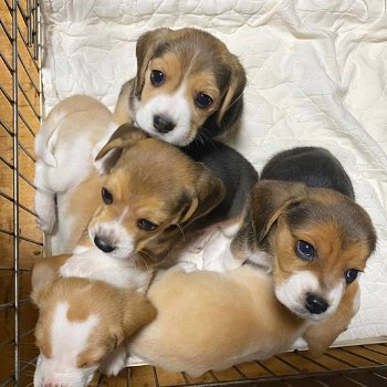 Mooie Beagle-puppy's te koop WhatsApp +31685615876 - 4