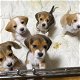 Mooie Beagle-puppy's te koop WhatsApp +31685615876 - 5 - Thumbnail