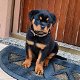 Mooie Rottweiler-puppy's te koop WhatsApp +31685615876 - 0 - Thumbnail