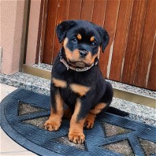 Mooie Rottweiler-puppy's te koop WhatsApp +31685615876