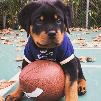 Mooie Rottweiler-puppy's te koop WhatsApp +31685615876 - 1