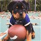 Mooie Rottweiler-puppy's te koop WhatsApp +31685615876 - 1 - Thumbnail