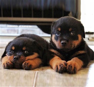 Mooie Rottweiler-puppy's te koop WhatsApp +31685615876 - 2