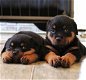 Mooie Rottweiler-puppy's te koop WhatsApp +31685615876 - 2 - Thumbnail