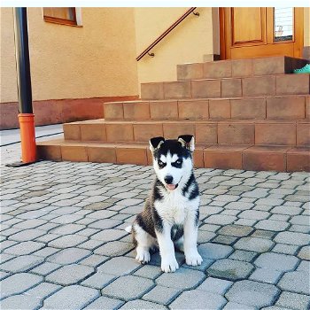 Mooie Siberische Husky-puppy's te koop WhatsApp +31685615876 - 1