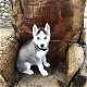 Mooie Siberische Husky-puppy's te koop WhatsApp +31685615876 - 2 - Thumbnail