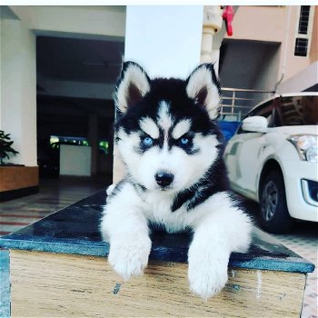 Mooie Siberische Husky-puppy's te koop WhatsApp +31685615876 - 3