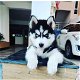 Mooie Siberische Husky-puppy's te koop WhatsApp +31685615876 - 3 - Thumbnail