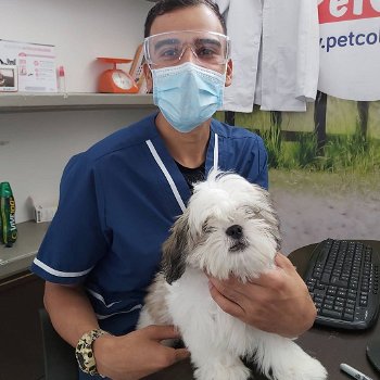 Mooie Shih Zuh-puppy's te koop WhatsApp +31685615876 - 0