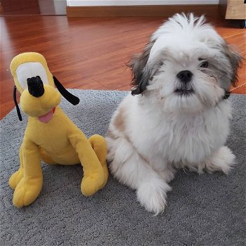 Mooie Shih Zuh-puppy's te koop WhatsApp +31685615876 - 1