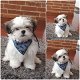 Mooie Shih Zuh-puppy's te koop WhatsApp +31685615876 - 2 - Thumbnail