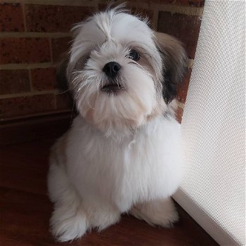 Mooie Shih Zuh-puppy's te koop WhatsApp +31685615876 - 3