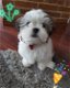 Mooie Shih Zuh-puppy's te koop WhatsApp +31685615876 - 4 - Thumbnail