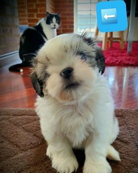 Mooie Shih Zuh-puppy's te koop WhatsApp +31685615876 - 5