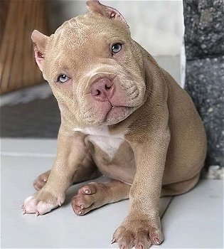 Mooie Pitbull-puppy's te koop WhatsApp +31685615876 - 0