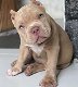 Mooie Pitbull-puppy's te koop WhatsApp +31685615876 - 0 - Thumbnail