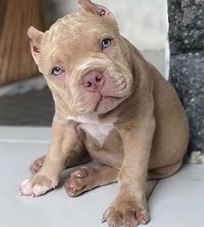 Mooie Pitbull-puppy's te koop WhatsApp +31685615876