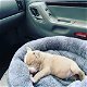 Mooie Pitbull-puppy's te koop WhatsApp +31685615876 - 1 - Thumbnail