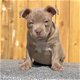 Mooie Pitbull-puppy's te koop WhatsApp +31685615876 - 2 - Thumbnail