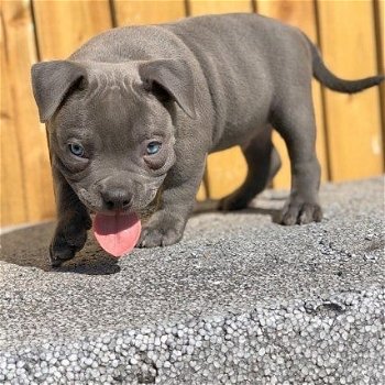 Mooie Pitbull-puppy's te koop WhatsApp +31685615876 - 3