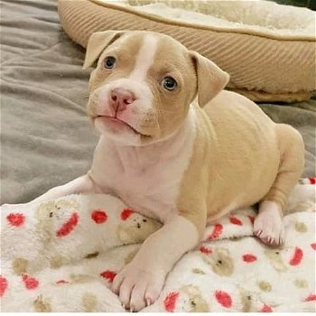 Mooie Pitbull-puppy's te koop WhatsApp +31685615876 - 4