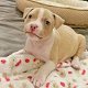 Mooie Pitbull-puppy's te koop WhatsApp +31685615876 - 4 - Thumbnail