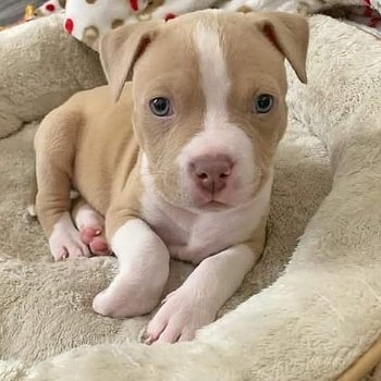 Mooie Pitbull-puppy's te koop WhatsApp +31685615876 - 5