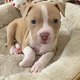 Mooie Pitbull-puppy's te koop WhatsApp +31685615876 - 5 - Thumbnail