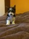 Mooie Yorkshire-puppy's te koop WhatsApp +31685615876 - 1 - Thumbnail