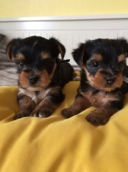 Mooie Yorkshire-puppy's te koop WhatsApp +31685615876 - 2