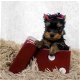 Mooie Yorkshire-puppy's te koop WhatsApp +31685615876 - 3 - Thumbnail