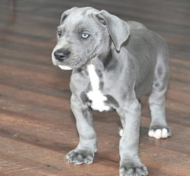 Excellent gift for 3 month old Great dane puppies, - 0