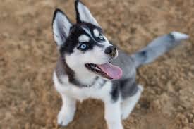 Excellent gift for 3 month old Husky puppies, - 0