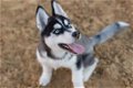 Excellent gift for 3 month old Husky puppies, - 0 - Thumbnail